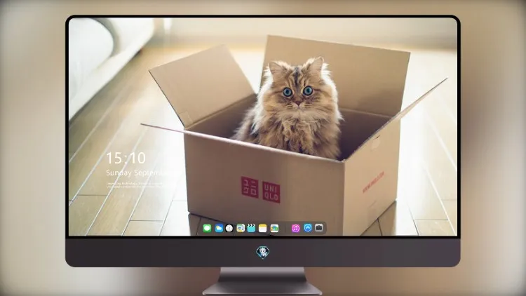 
盒子里的猫