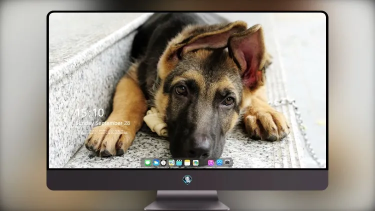 
德国牧羊犬2