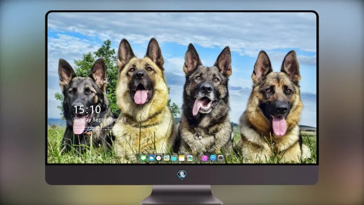 
德国牧羊犬 4