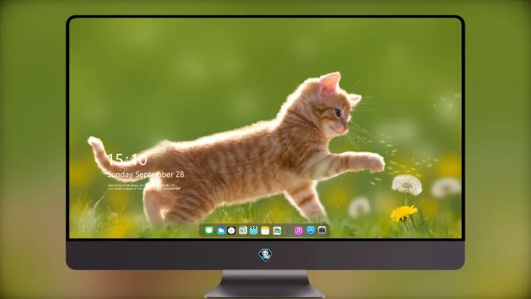 
小猫可爱 4k电脑壁纸
