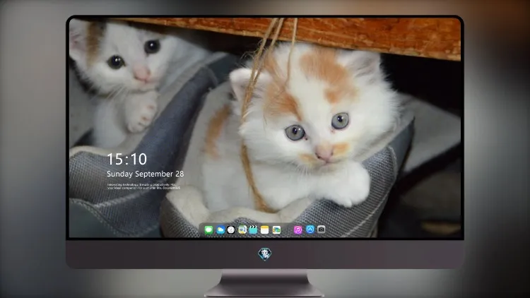 
小猫 猫 情侣