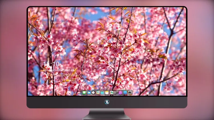 
粉红色的花朵盛开季节背景4k
