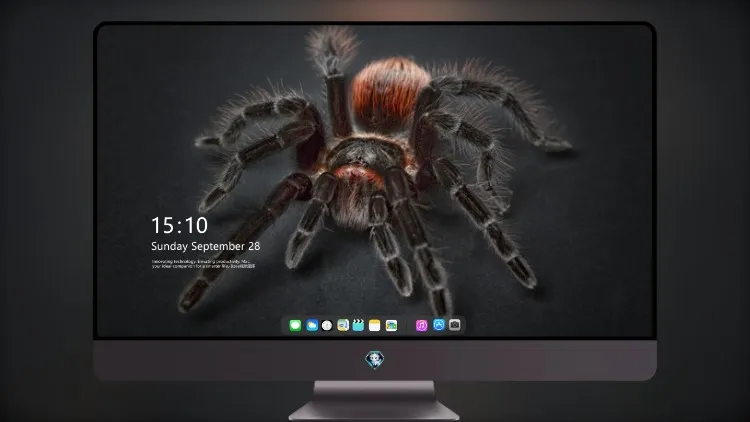 
蜘蛛 狼蛛 Arachnophobia 昆虫 微距